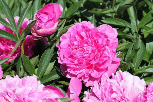 flor dupla rosa de paeonia lactiflora (cultivar eleanor) close-up. peônia florida no jardim - eleanor - fotografias e filmes do acervo
