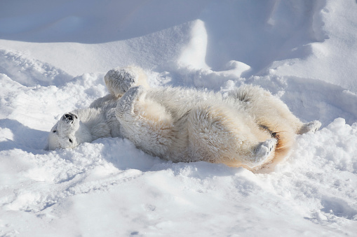 Polar bear cub is lying on the white snow. Ursus maritimus or Thalarctos Maritimus. Animals in wildlife.