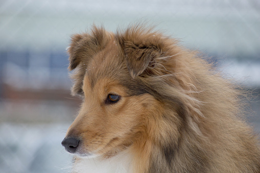 full length of australian shepherd dog