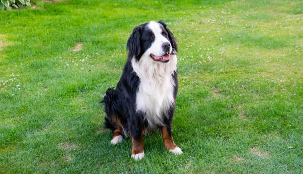 istock Bernese Mountain Dog on the grass with a bone 1406067101