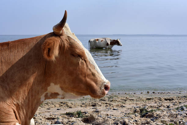 istock Cows in a river cooling, swimming taking a bath and standing in a creek, reflection in water. Cows at the watering hole. 1406068107