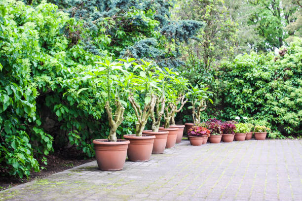 istock Potted plants outdoors. 1406068360