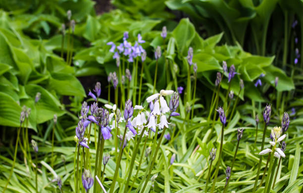 istock Hyacinthoides hispanica flowers. 1406068499