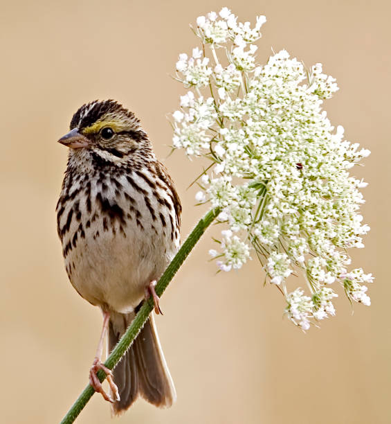 gorrión de la sabana, passerculus sandwichensis, encaramado en el encaje de la reina ana - passerculus fotografías e imágenes de stock