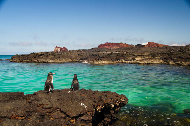 galapagos - galapagos islands bird booby ecuador foto e immagini stock