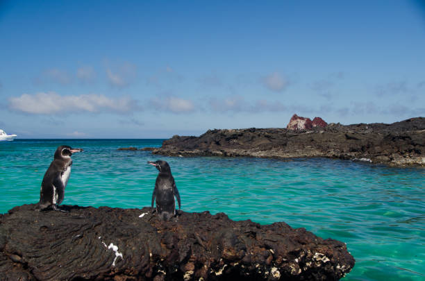 galapagos - nobody animals in the wild lizard reptile foto e immagini stock