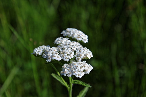 White petaled medicinal wildflower inflorescence closeup. Yarrow plant is used in traditional medicine or as food.