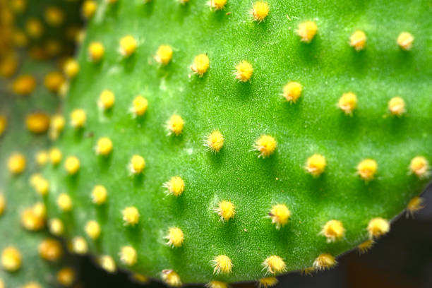 istock Spike cactus houseplant 1406071534