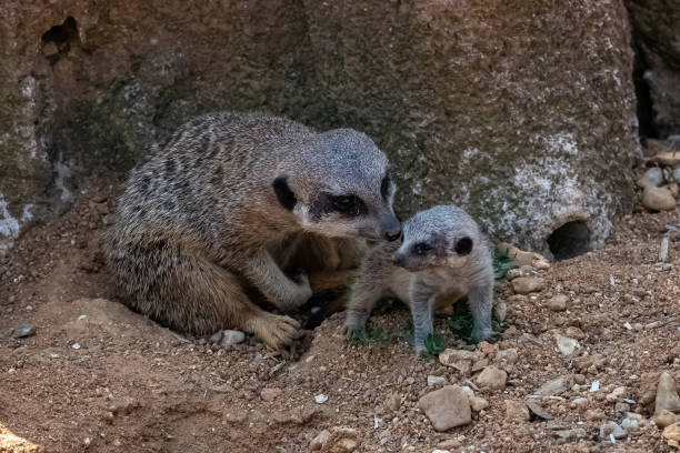 istock Meerkats, mother and baby 1406071710