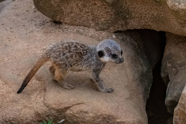 istock Meerkat, suricate, baby 1406071727