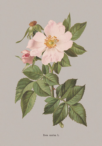 Spring flower (Rosaceae): Dog rose (Rosa canina). Chromolithograph, published in 1884.