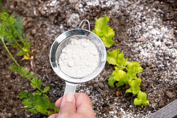 Gardener white sprinkle Diatomaceous earth( Kieselgur) powder for non-toxic organic insect repellent on salad in vegetable garden, dehydrating insects. stock photo