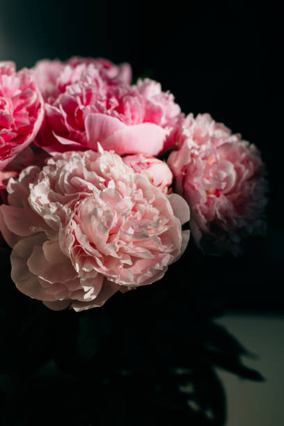 istock Beautiful pink peonies on a dark background. 1406076157