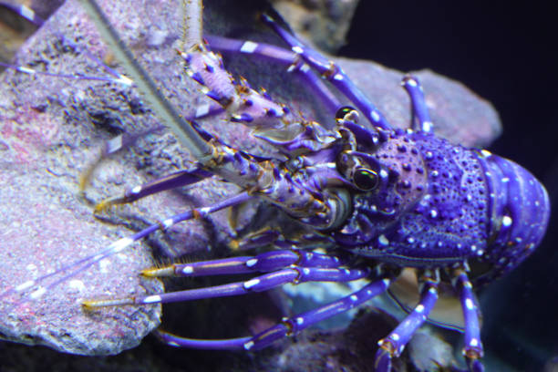 istock Close up Spiny Lobster,  Panulirus Vasicolor 1406076183