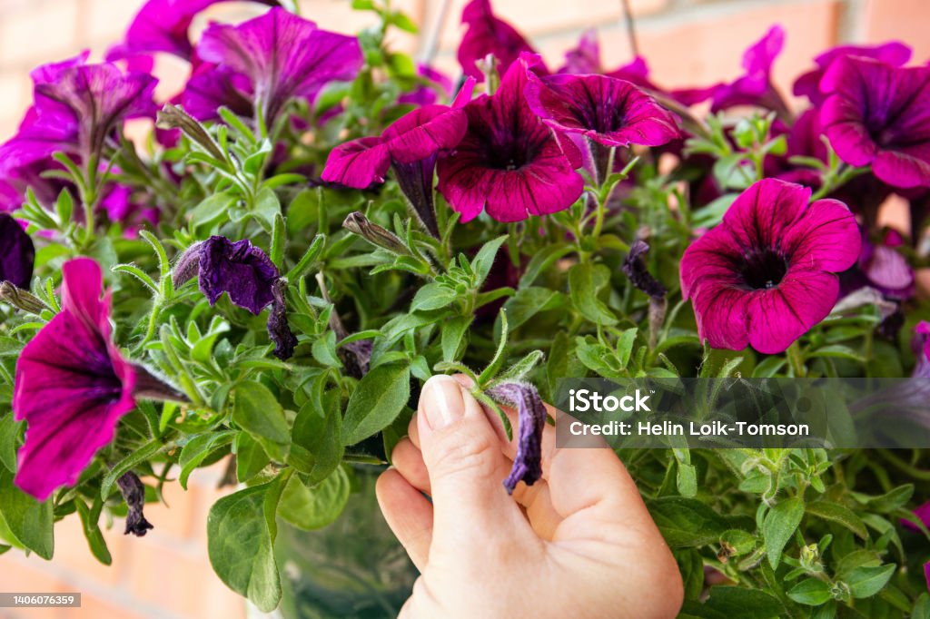 Pinch or cut away limp petunia flowers before they start seeding to encourage regrowth. Gardening hack concept. Pruning - Gardening Stock Photo