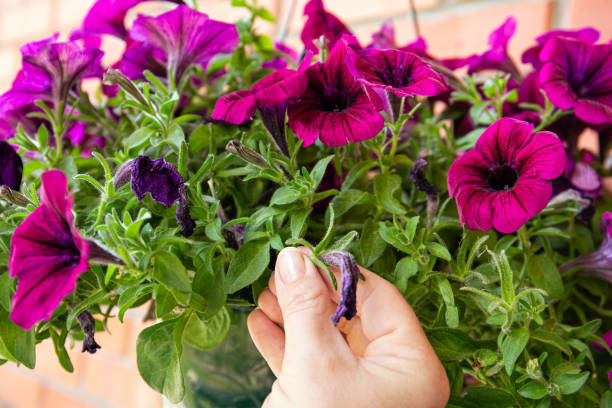 Pinch or cut away limp petunia flowers before they start seeding to encourage regrowth. Gardening hack concept. stock photo