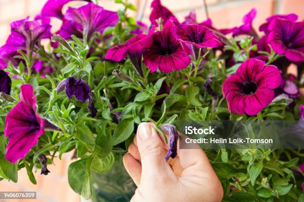 Pinch Or Cut Away Limp Petunia Flowers Before They Start Seeding To Encourage Regrowth Gardening Hack Concept Stock Photo - Download Image Now