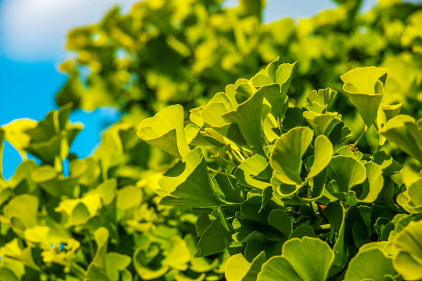 Fresh bright green leaves of ginkgo biloba. Natural foliage texture background. Branches of a ginkgo tree in the botanical garden in Nitra in Slovakia. stock photo