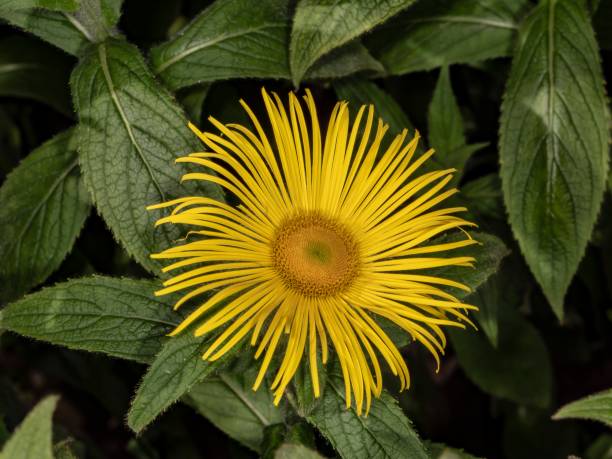 Horse-Heal Flower. Horse-Heal Flower. inula stock pictures, royalty-free photos & images