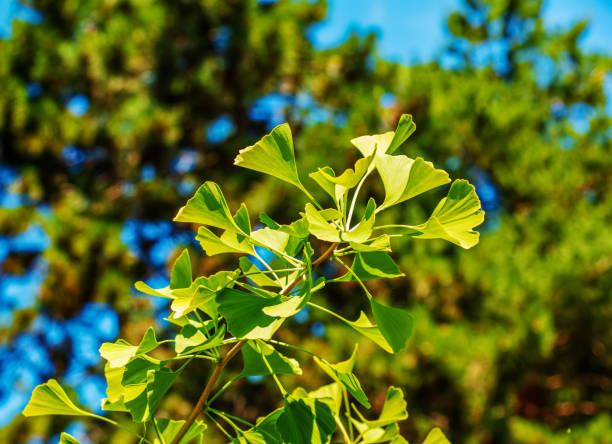 Fresh bright green leaves of ginkgo biloba. Natural foliage texture background. Branches of a ginkgo tree in the botanical garden in Nitra in Slovakia. stock photo