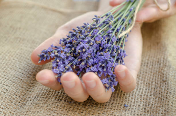 istock Bouquet of fresh lavender in female hands, selective focus 1406078051