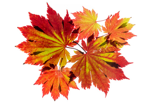 High quality stock macro photo of Japanese Maple leaves on a white background.