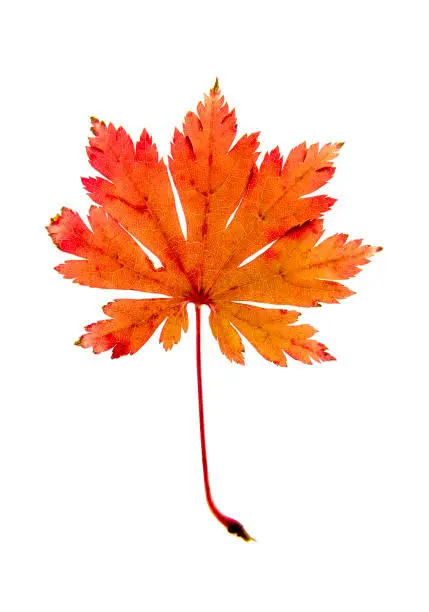 High quality stock macro photo of Japanese Maple leaves on a white background.