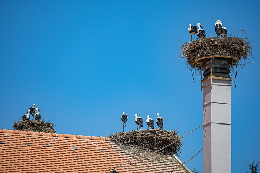 Multiple nests of storks on roof