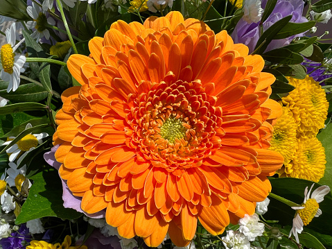 Bright Orange Gerberas Daisy Close-Up in a vase