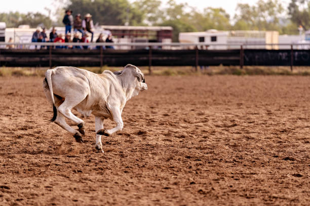 rodeo - draft sports zdjęcia i obrazy z banku zdjęć