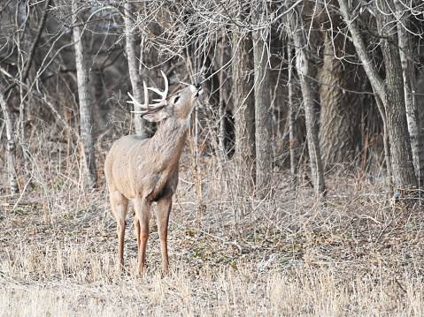 100+ Deer Pictures | Download Free Images & Stock Photos on Unsplash 100+ Deer Pictures | Download Free Images & Stock Photos on Unsplash