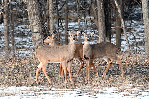 Three white-tailed deer at the edge of the woods.