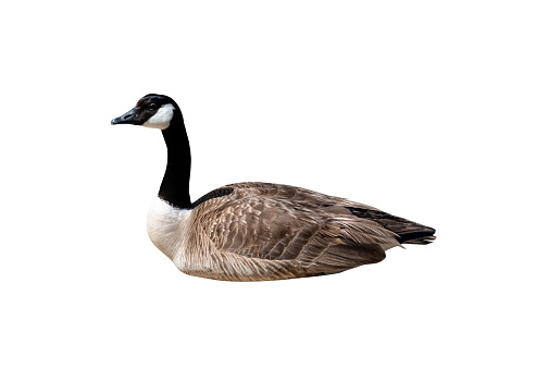 Canada goose closeup cutout isolated on a white background