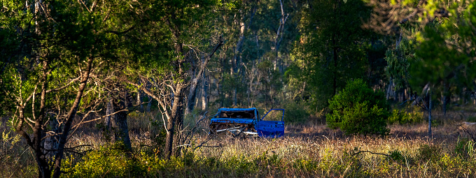 An dumped blue car lying as trash in the bush at Sapphire Wetlands Reserve Australia in early morning light.