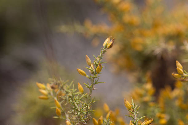 A close up macro shot of yellow flowers with great detail and texture.