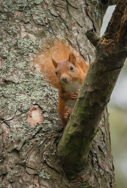 istock Red Squirrel (Sciurus vulgaris) sitting on a branch high up in a tree. 1406084395