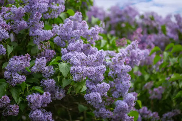 Lilac bushes bloom in the park