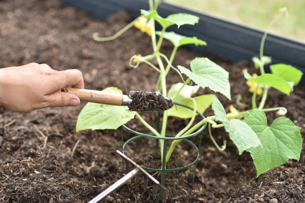 plant hands earth cucumber tomatoes garden ecology bio stock photo