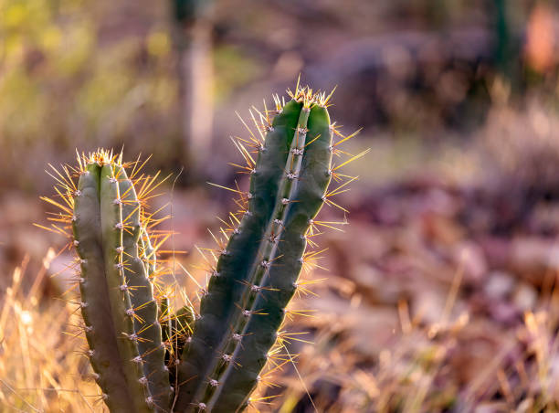 The soft glow of the setting sun on Willows Cactus, otherwise known as Queen Of The Night Cactus.