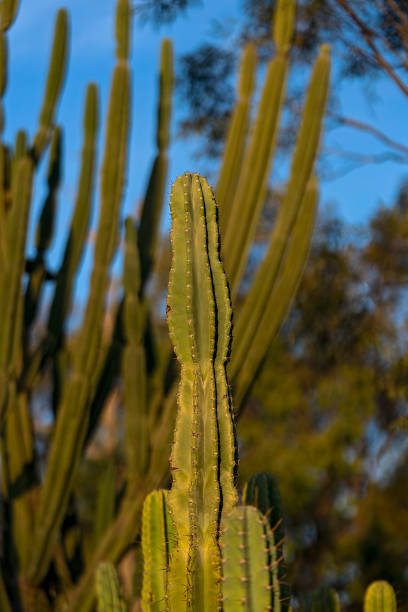 Willows Cacti in a field overgrown with them. Also known as Queen Of The Night cactus. The Willows gemfields, Queensland, Australia.