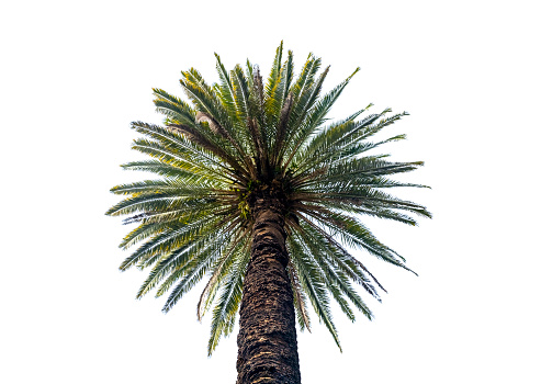 Low angle view of Palm tree isolated on white background with copy space, full frame horizontal composition
