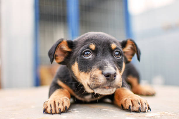 retrato de cerca de un pequeño cachorro de raza pura - dachshund dog sadness sitting fotografías e imágenes de stock