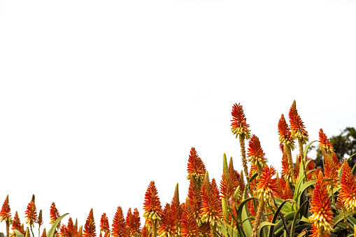 Orange flowers, Kniphofia or Torch Lily, against white background with copy space, full frame horizontal composition
