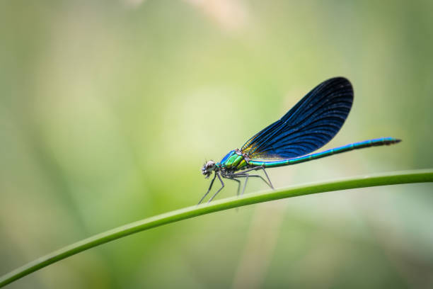 istock Banded demoiselle damselfly Calopteryx splendens 1406088268