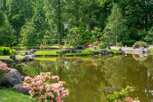 Stock photo showing a koi pond with large koi carp fish swimming around in filtered water. This landscaped Zen Japanese garden is covered with maples / acers, lanterns, bamboo and brick edging to pond water feature.