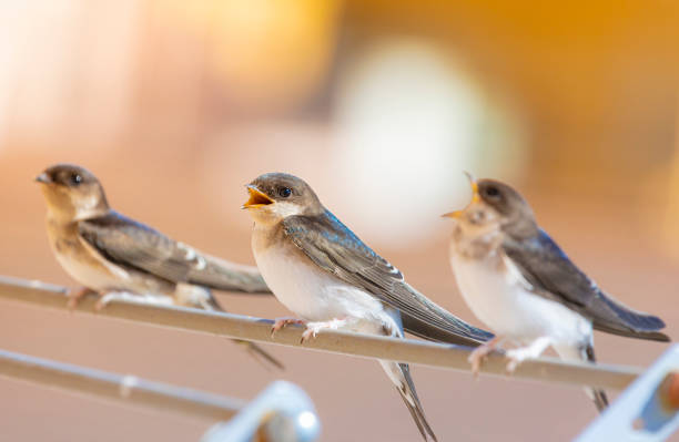 Barn swallows (Hirundo rustica) in my window