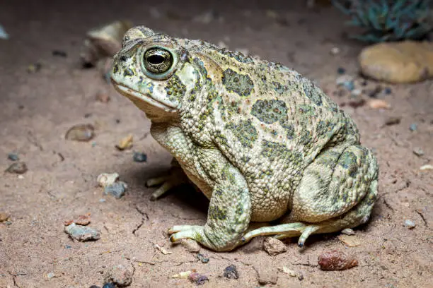 Great Plains Toads (Anaxyrus cognatus) are a large species of toad with a large distribution from the south central United States and Mexico north into Canada. These toads primarily breed during the summer rains.