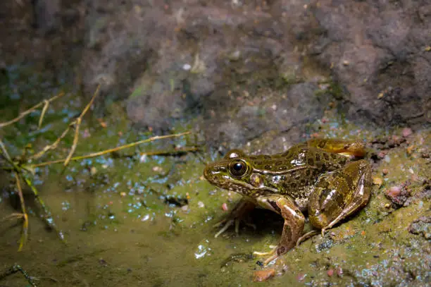 Photo of Lowland Leopard Frog - Close up