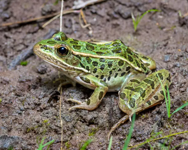 Photo of Northern Leopard Frog - close up