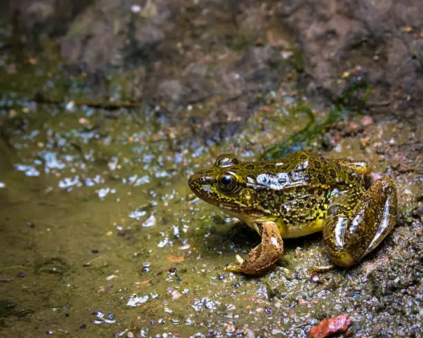 Photo of Lowland Leopard Frog - Close up